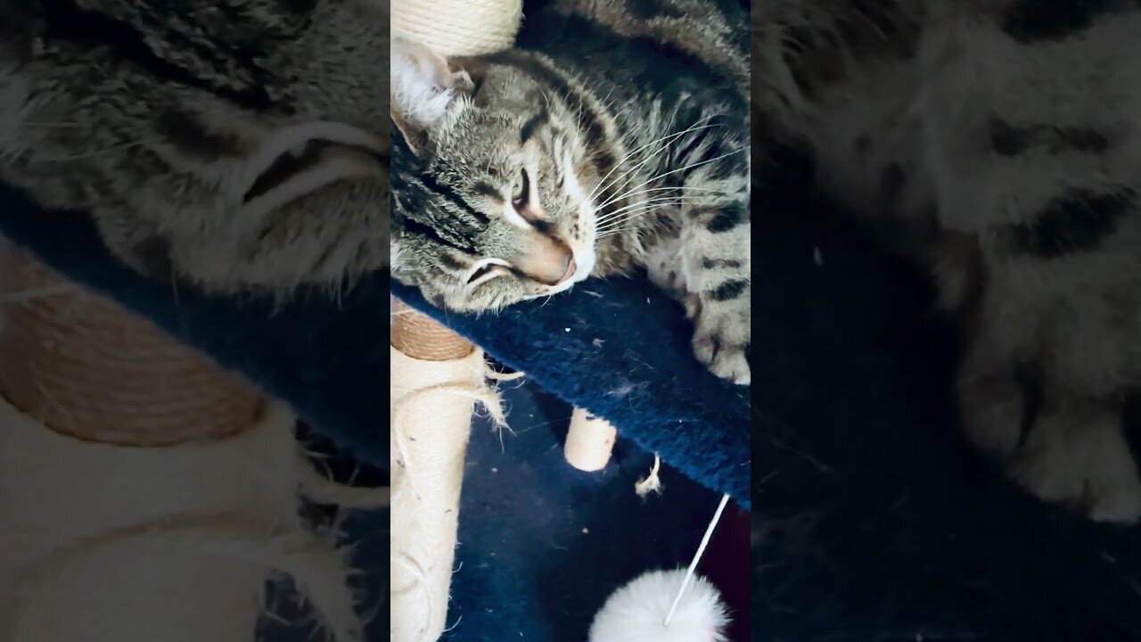 I'm sleepy!