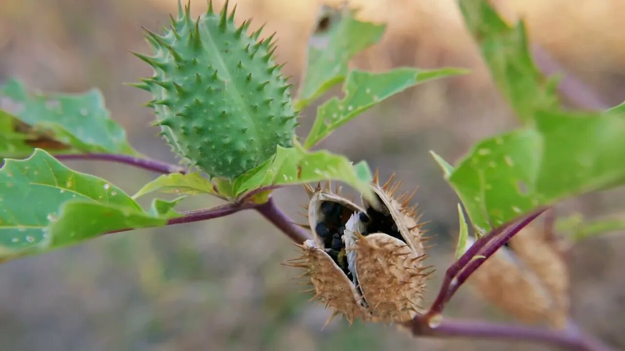 This Plant Will Get You HIGH...Or Kill You