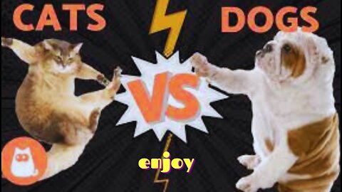 Cats vs Dogs Fighting - Funny Cats and Dogs Compilation || 🐾