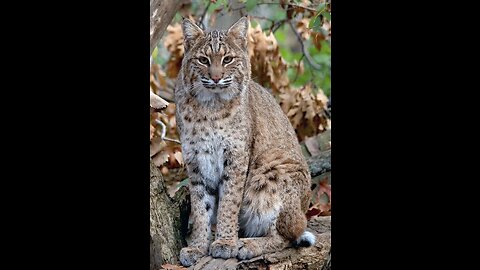 Bobcat chasing a squirrel around a tree