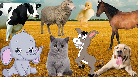 Educational content for children_ horse, Cat, cow, dog, chickens, giraffes, duck, sheep, elephant, pig, goat