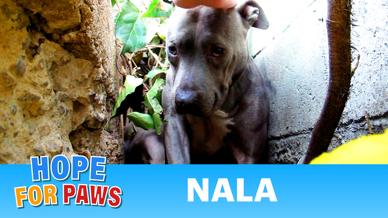 Nala - Scared stray Pit Bull living in a ditch - rescued! Please share on facebook & twitter