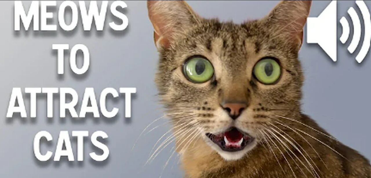 Sounds that attract cats - Meow to make cats come to you