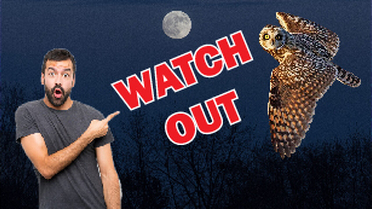 CRAZY OWL facts that YOU should KNOW