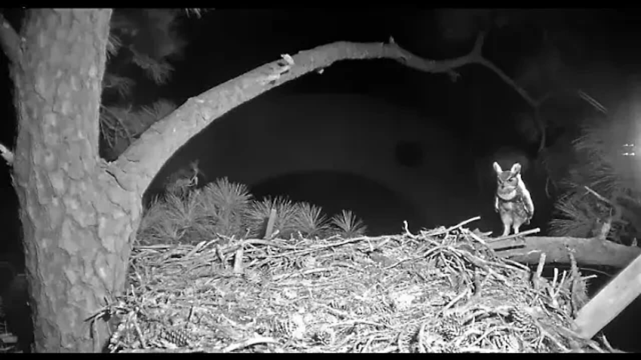 Great Horned Owls Another Late Date 🦉 1/15/22 2:27 AM