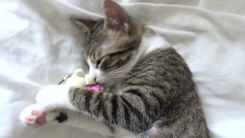 Adorable Little Cat Plays and Falls Asleep