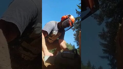 13' stump