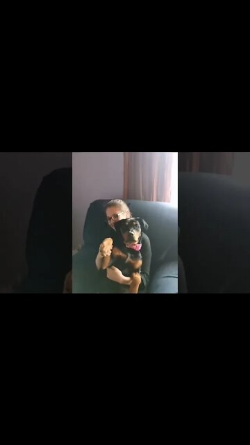 Rottweiler loves her auntie 🐶❤️ #Shorts #rottweiler #dogs