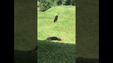 Irmãos Cachorro Brincando no Jardim #shorts