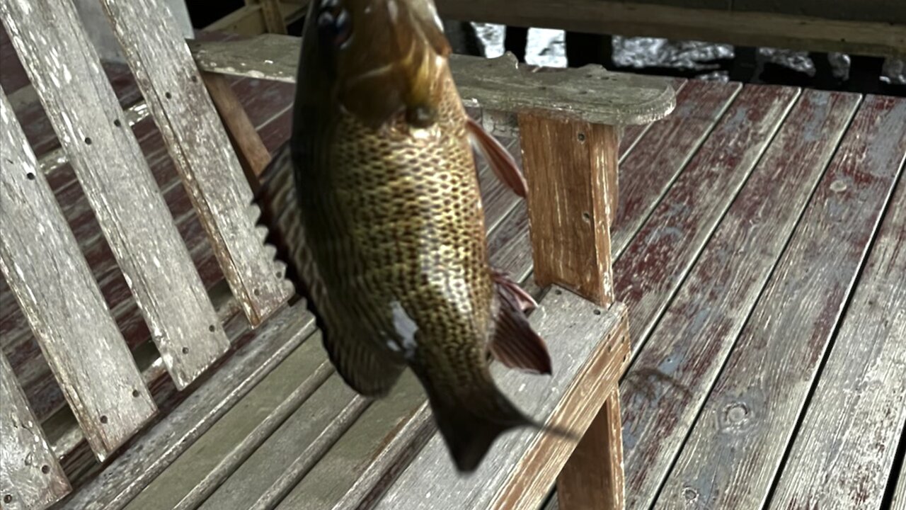 Suwannee River Bass- Suwannee, Florida Country Xmas Trip- #4K #FYP #HDR #DolbyVision