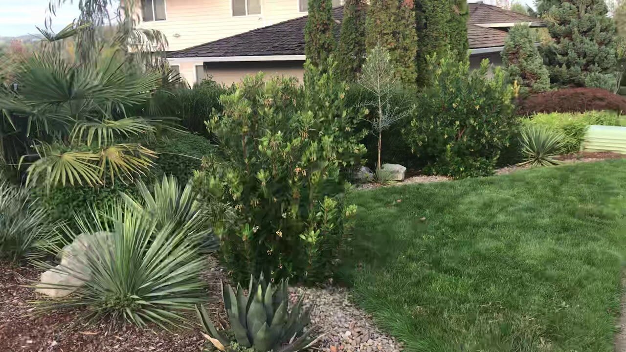 Arbequina olive tree planting number 2