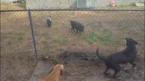 Dogs meet Pigs for the first time