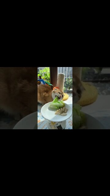 gato fazendo dieta 😂😂😂