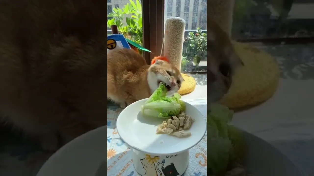gato fazendo dieta 😂😂😂