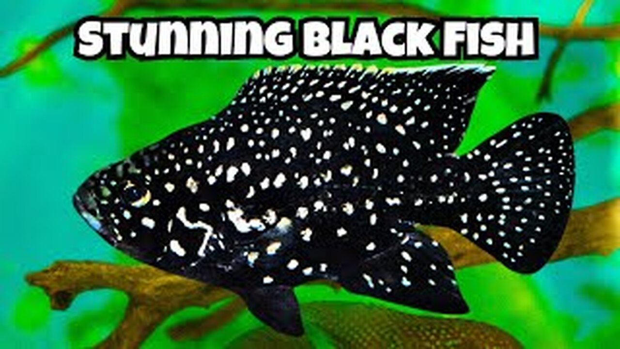 10 Stunning Black Aquarium Fish You Need to See