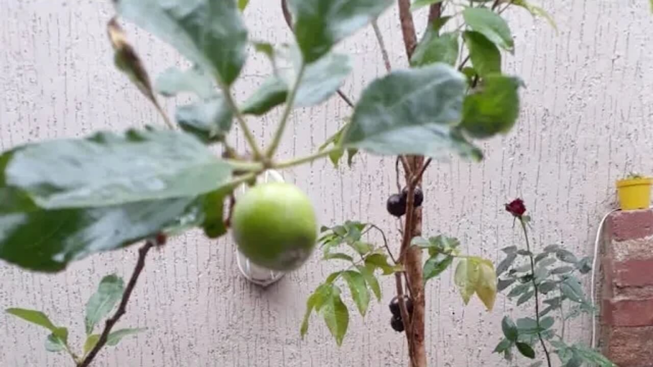 preços de frutíferas produzindo em vasos a venda em Niterói RJ 25 09 2020