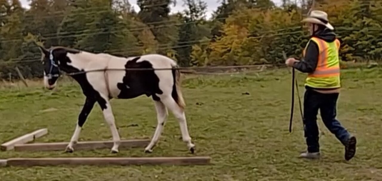 Bandit the weanling TWH - line driving session - 10 Oct 2023