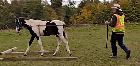 Bandit the weanling TWH - line driving session - 10 Oct 2023