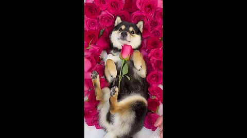Dog cute touch-up