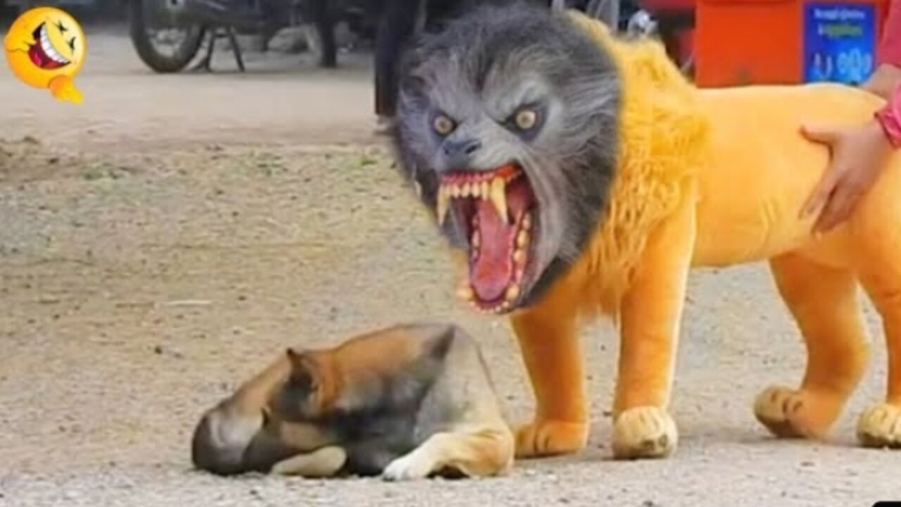 Troll Prank Dog Funny & fake Lion and Fake Tiger Prank To dog & H...