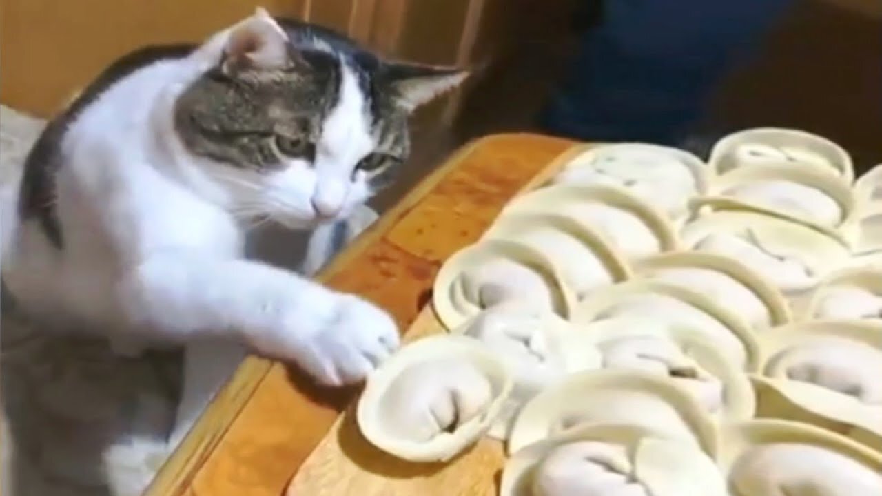 Funny animal videos - Funny cats dogs - Funny animals