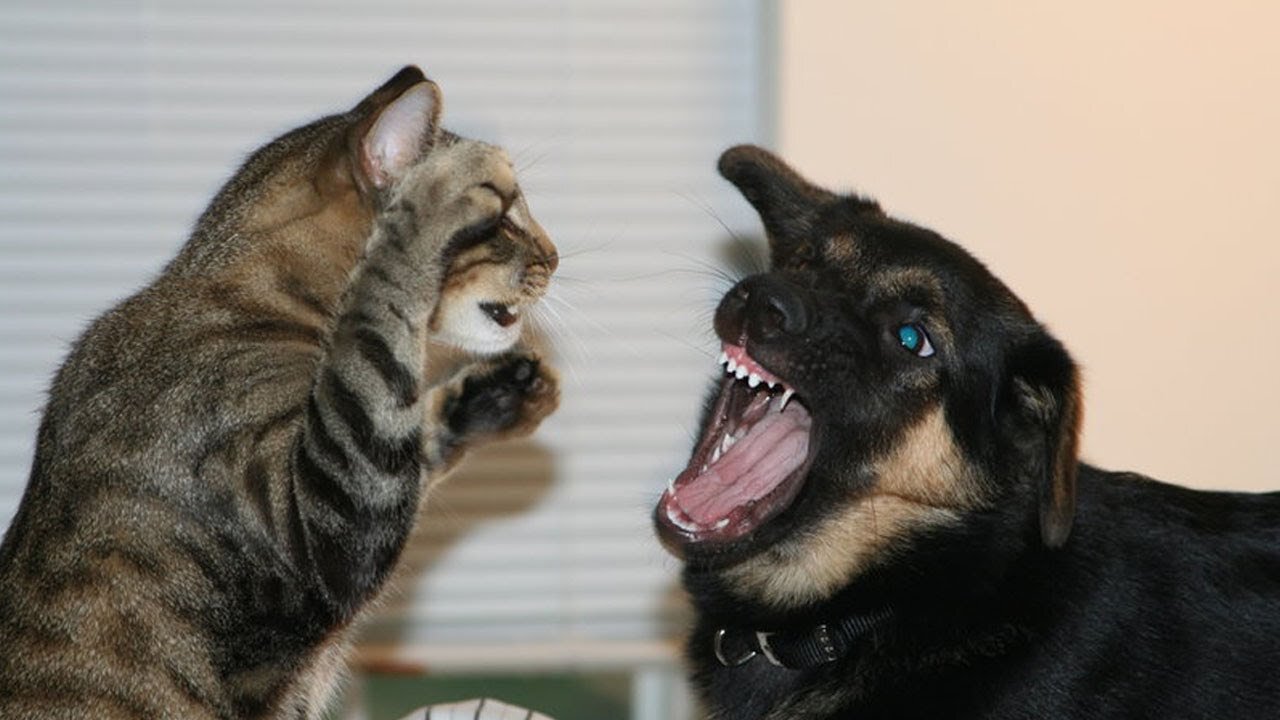 Dog and Cat Fight over who gets the bed