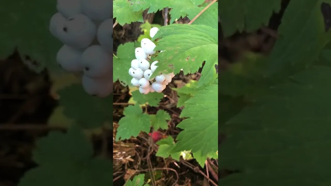 White Berry Beats