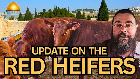 Witnessing History: THE RED HEIFERS IN ISRAEL. Is this a sign of the END TIMES?