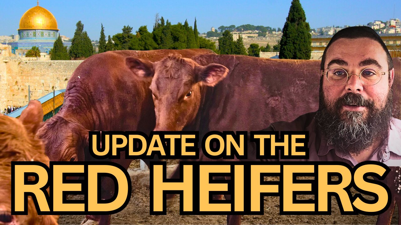 Witnessing History: THE RED HEIFERS IN ISRAEL. Is this a sign of the END TIMES?