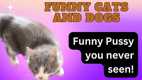 Animals Crazy Moments | Episode 048