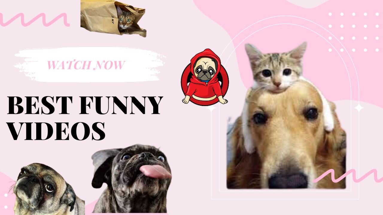 Animals Crazy Moments | Episode 196