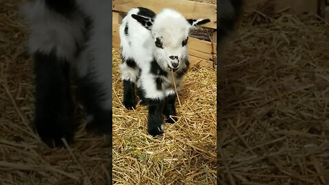 #babygoats #goats #cutebaby #babyanimals #cuteanimals #farmanimals #farmlife #homesteading