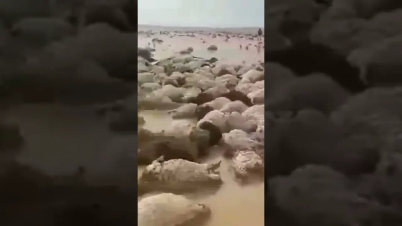 Cientos de animales han muerto en las graves inundaciones en Irán tras días de fuertes lluvias