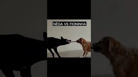 NÊGA VS FIONINHA