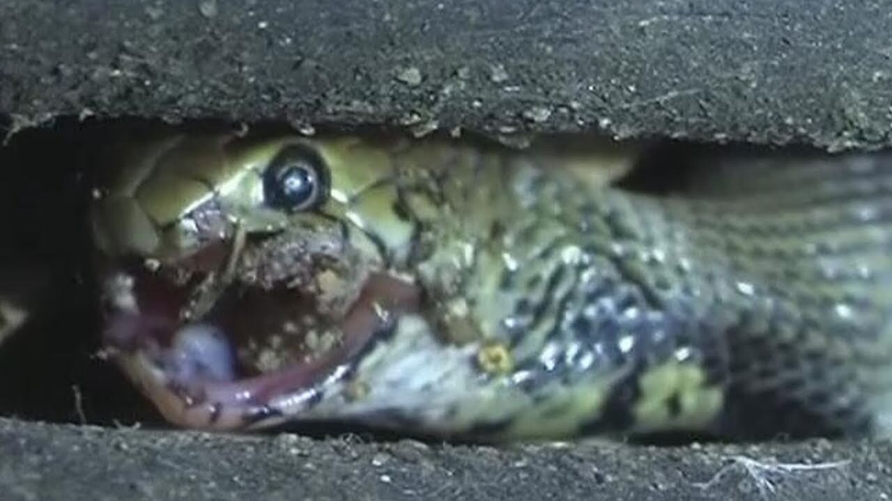 Mozambican Spitting Cobra Eats Frog