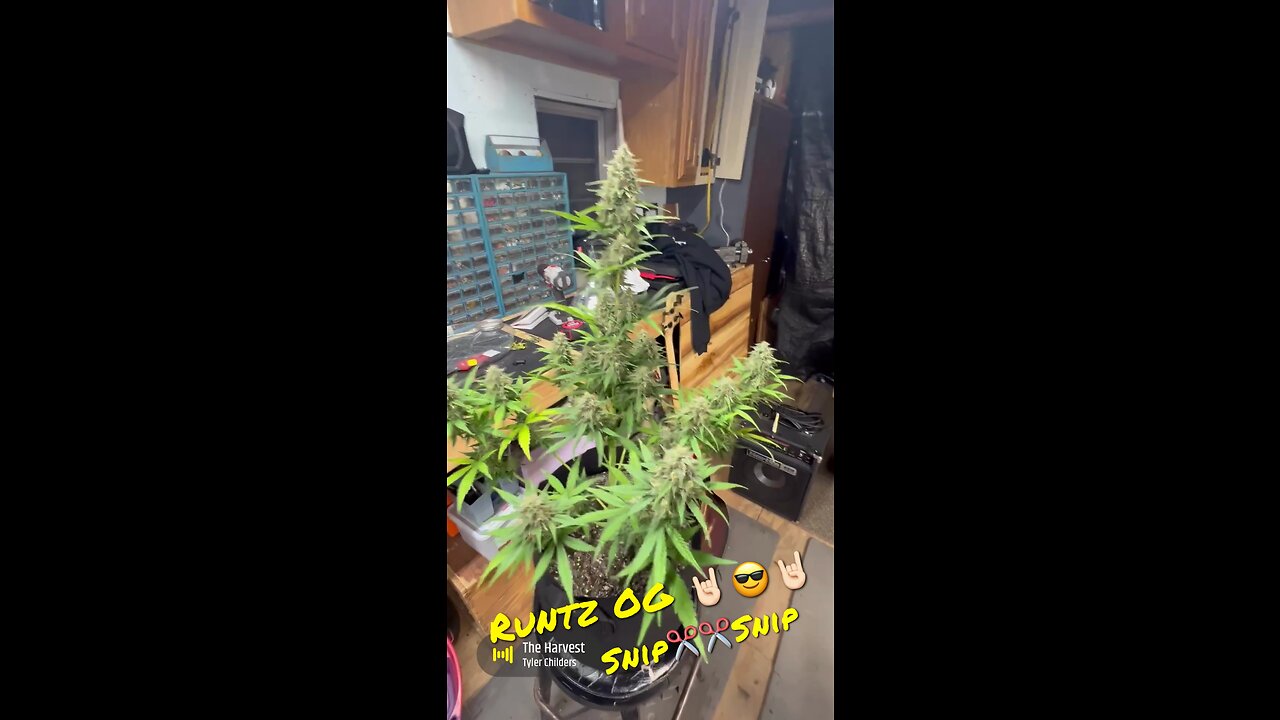 Runtz OG Snip Snip