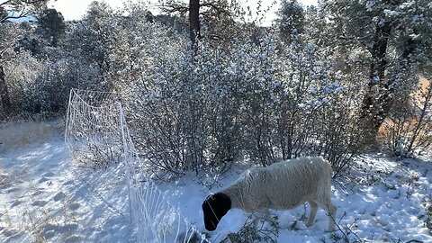 Browsing vs Grazing. Do Sheep Browse?