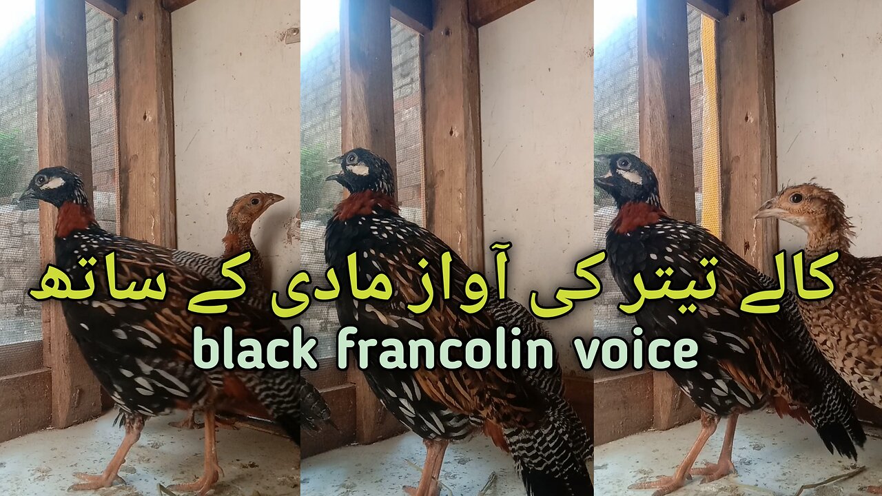 کالے تیتر کی آواز || Kaly teetar ki awaz || voice of black francolin || kala teetar || teetar