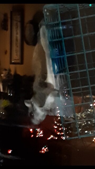 It's a Freaking FLYING SQUIRREL!