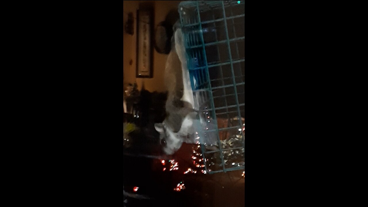 It's a Freaking FLYING SQUIRREL!