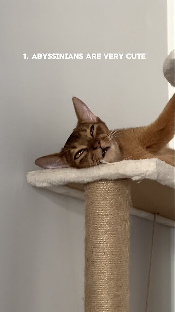 10 reasons why you should get a cat