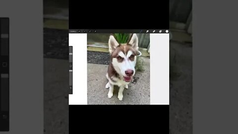 DISTORTING my HUSKY puppies face! (FUNNY) #husky #huskies #huskypuppy #puppies #distortion