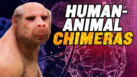 Human Animal Chimeras: US Senate OPPOSES Ban