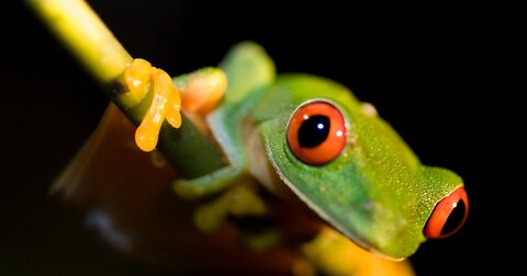 Frog Facts - Untold Mysterious Facts