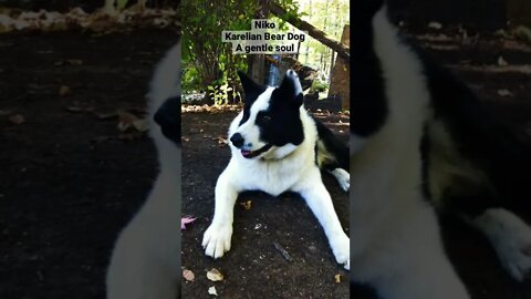 Niko, our first Karelian Bear Dog. He was such a gentle soul. Loved everyone, yet fearless.