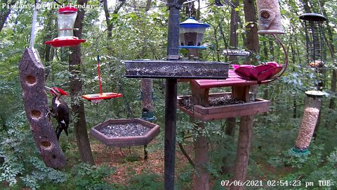 Male pileated woodpecker displays crest