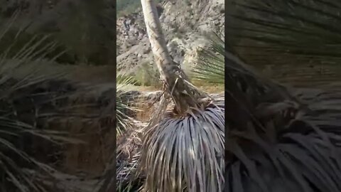 Sharp trails! Hiking in Southern California￼’s deepest Gorge ￼