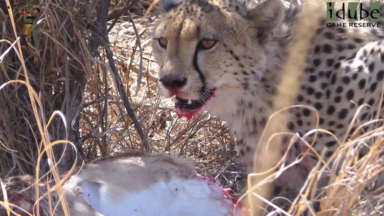 Male Cheetah With An Impala | Endangered Species Spotlight