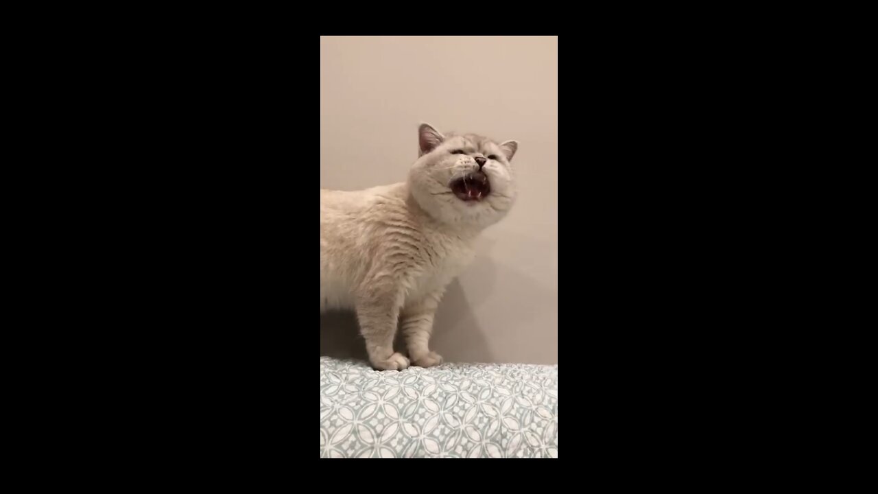 cat voice