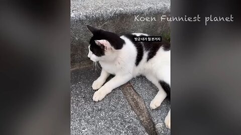 Funny Dogs And Cats Videos 2023 😅 - Best Funniest Animal Videos